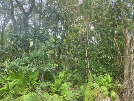 Suwannee River Estates South: Px5 px5