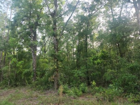 Suwannee River Hillcrest lot 113: Px6 px6