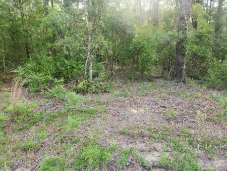 Suwannee River Hillcrest lot 113: Px2 px2
