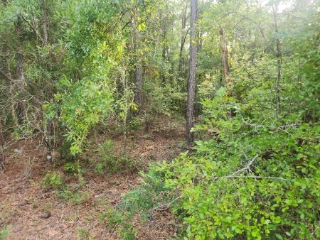 Suwannee River Hillcrest lot 113: Px5 px5